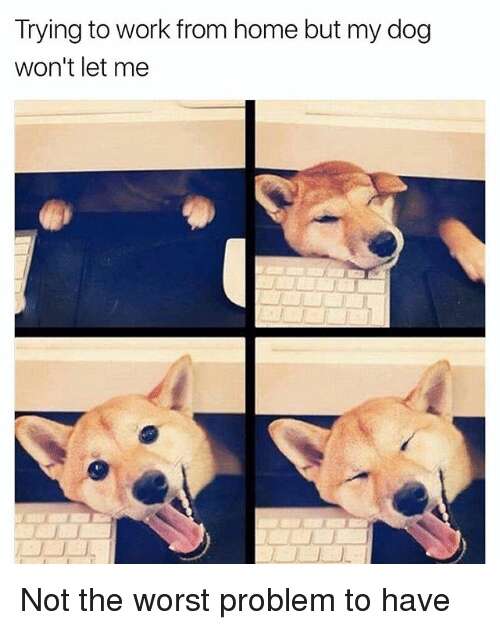 Remote Work Pets