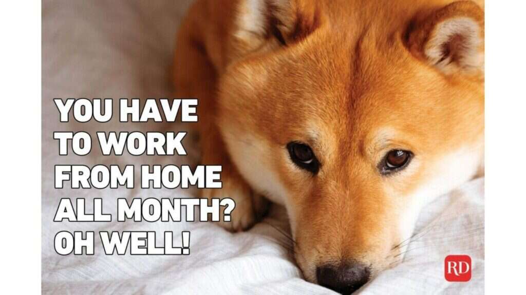 Remote Work Pets